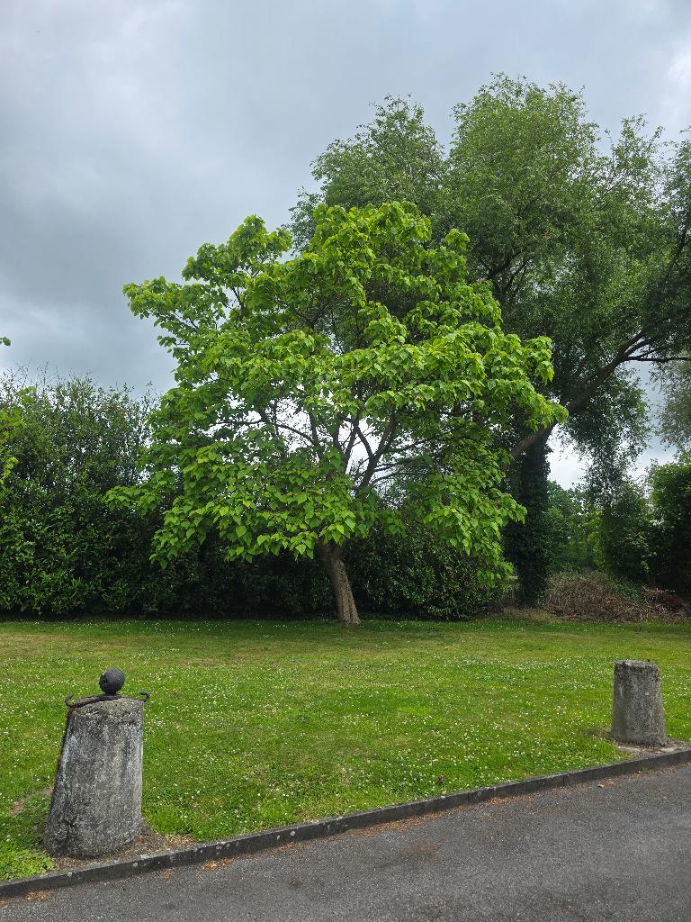 Catalpas, Jardin & Terrasse, Arbre pleureur, Plein soleil, Enlèvement, Été