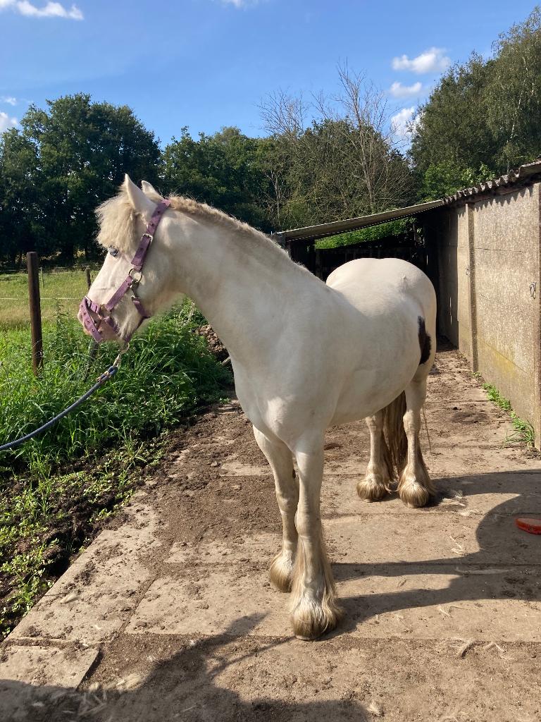 2 chevaux à vendre, Vermifugé, Débourré, Moins de 160 cm, Cheval de récréation