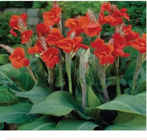 Canna planten, Jardin & Terrasse, Enlèvement