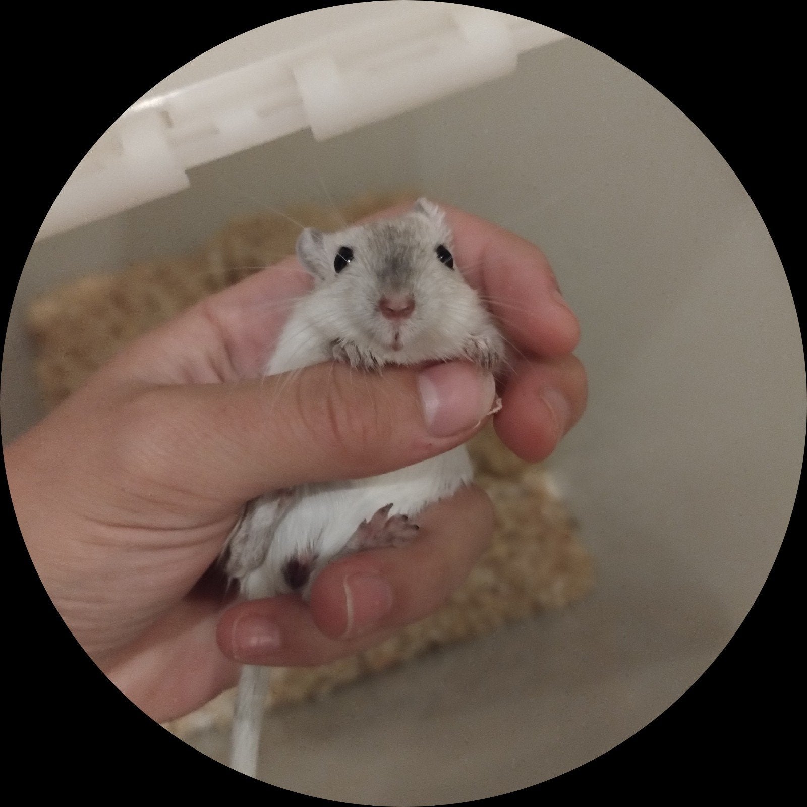 jong gerbil vrouwtje, Dieren en Toebehoren, Rat, Juli, Vrouwelijk, Tam