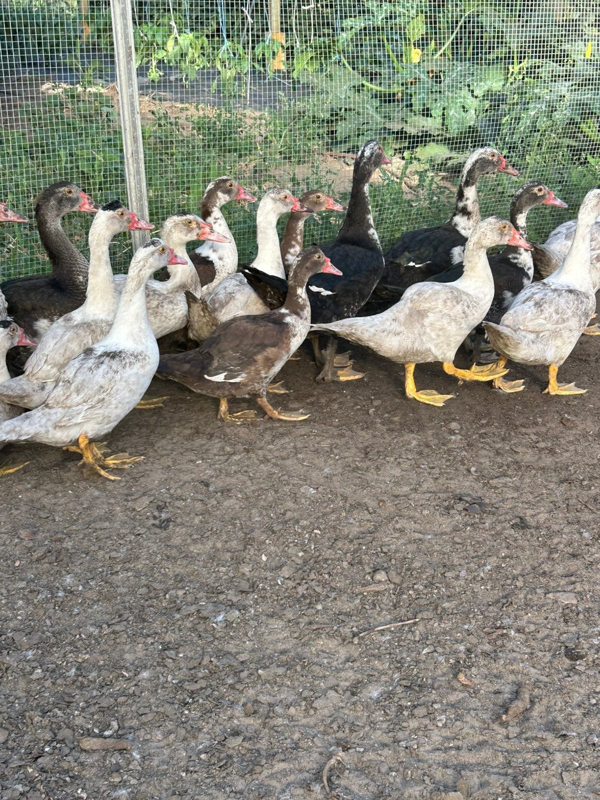 Barbieeend of muskuseend, Dieren en Toebehoren, Pluimvee, Meerdere dieren, Eend