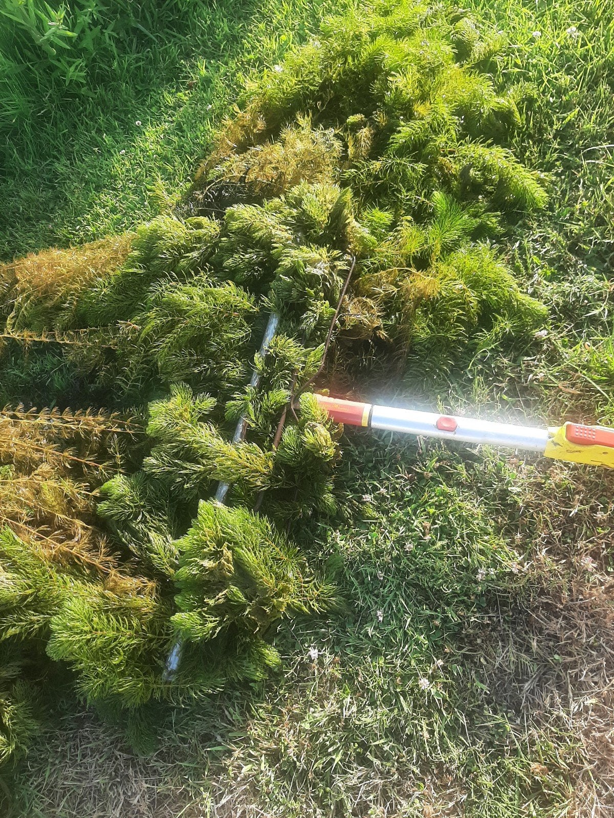 Gedoornd hoornblad   waterzuiverende planten, Tuin en Terras, Vijvers, Ophalen