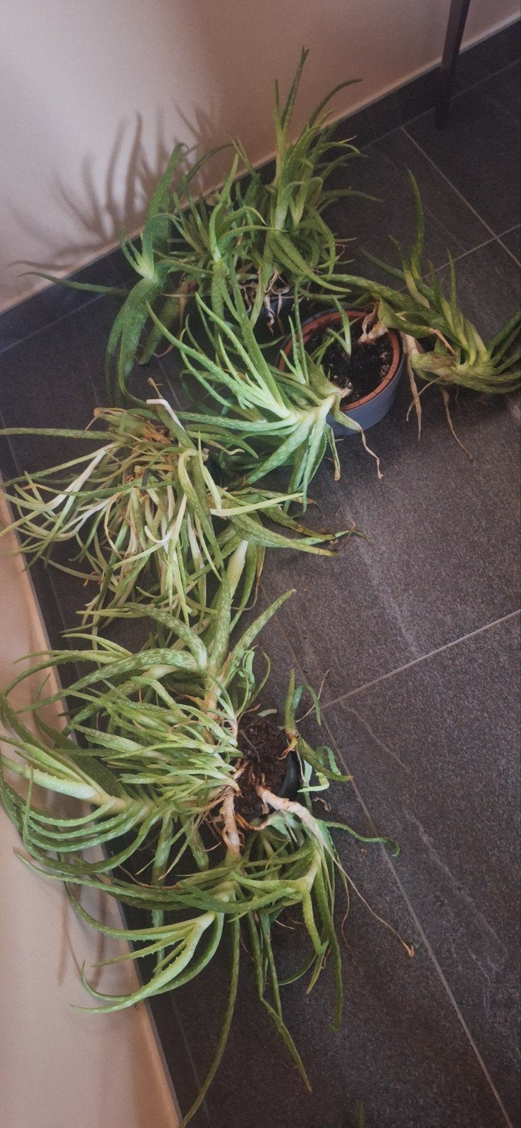 4 potten aloe vera, Maison & Meubles, Enlèvement