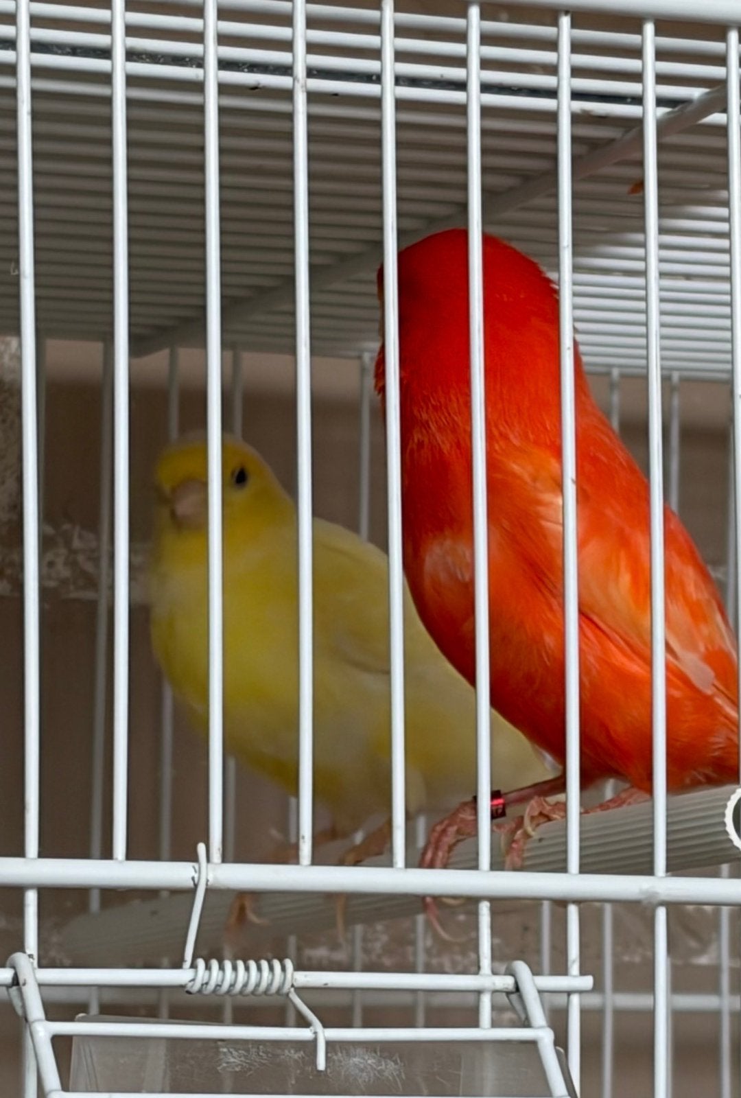 Couple canarien, Animaux & Accessoires, Oiseaux | Canaris