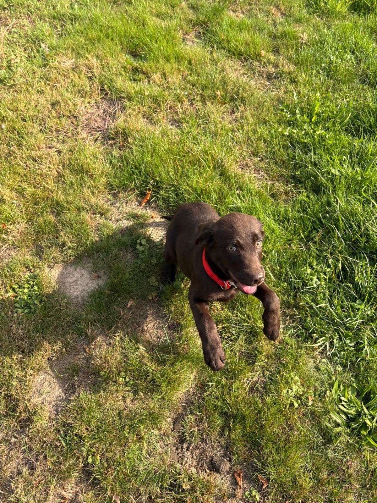 Chocolade bruine labrador pups te koop, Animaux & Accessoires, Hépatite contagieuse (maladie de Rubarth), 8 à 15 semaines, Labrador retriever