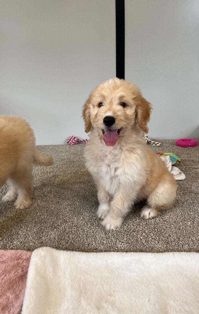 Knappe goldendoodle pups (geteste ouders!), België, 8 tot 15 weken, Meerdere, Meerdere dieren