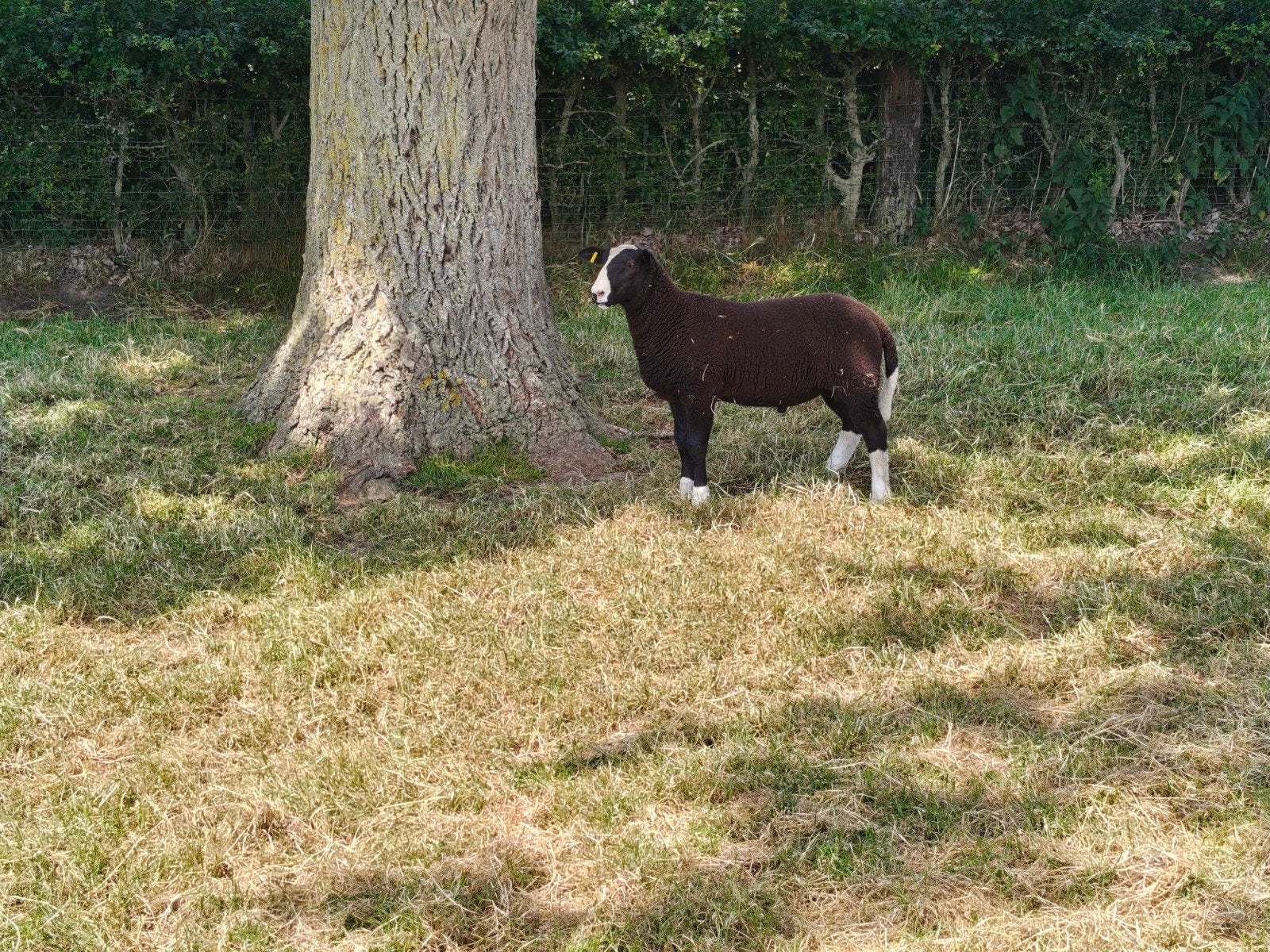 Zwartbles ramlam, Dieren en Toebehoren, Mannelijk, Schaap, 0 tot 2 jaar