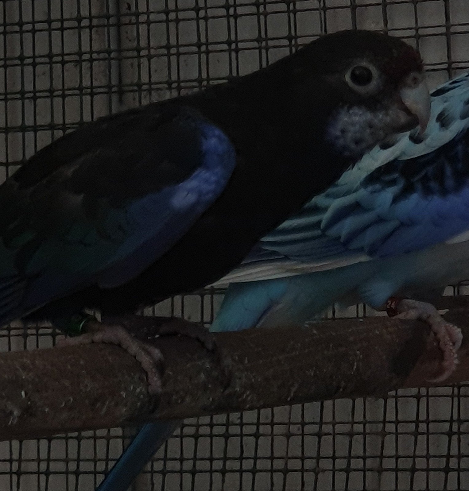 rosella's