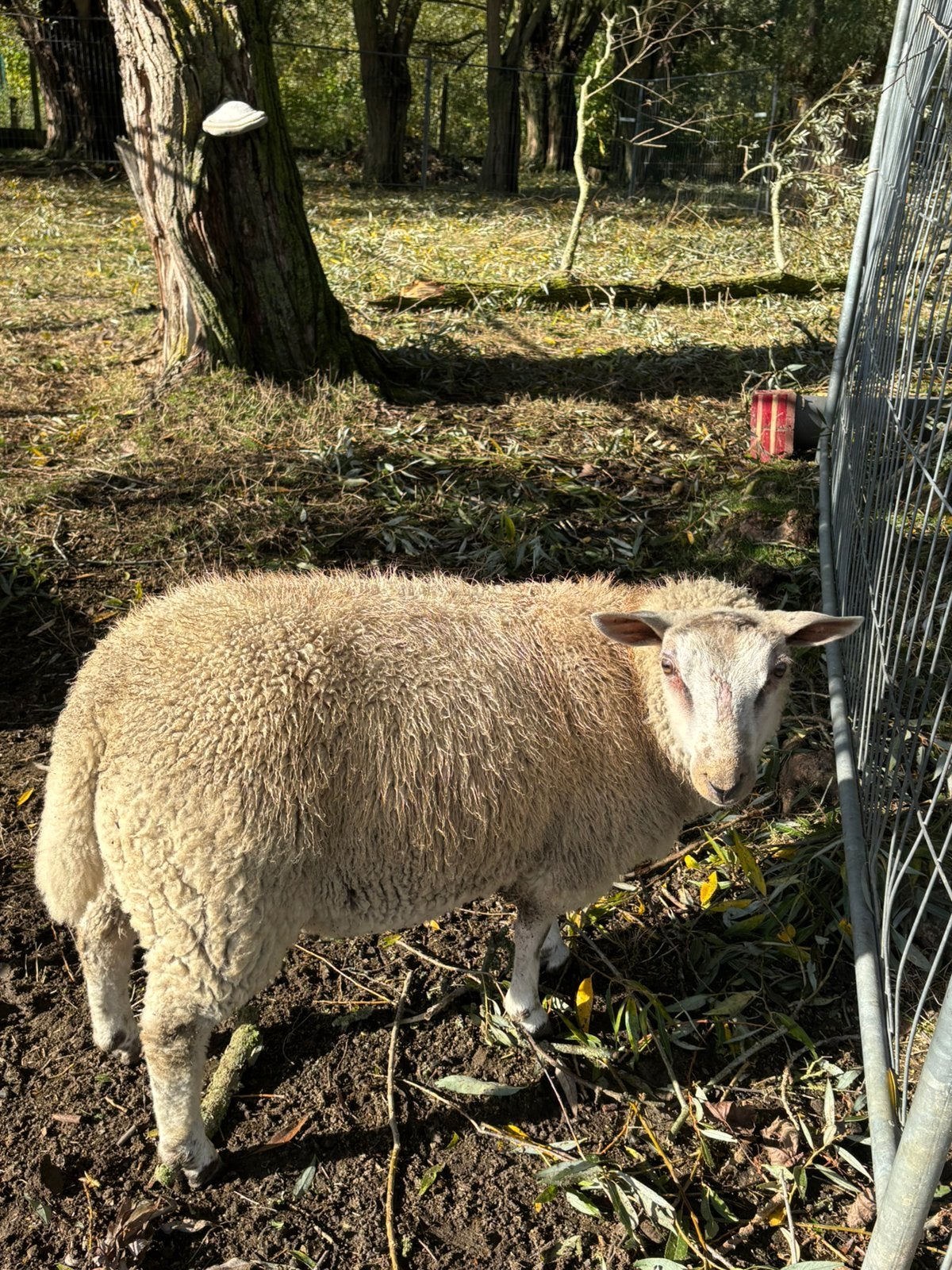 Schapenbok, Dieren en Toebehoren, Mannelijk, Schaap, 0 tot 2 jaar