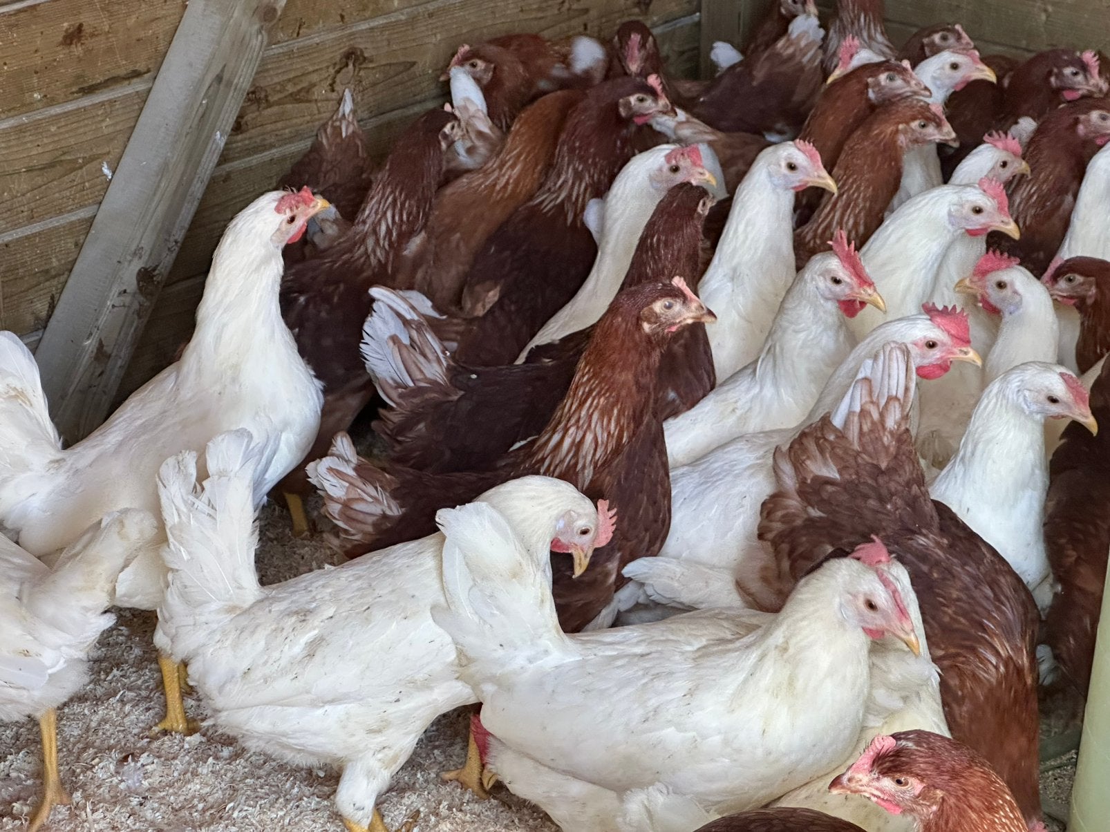 Legkippen leghennen legpoelen, Dieren en Toebehoren