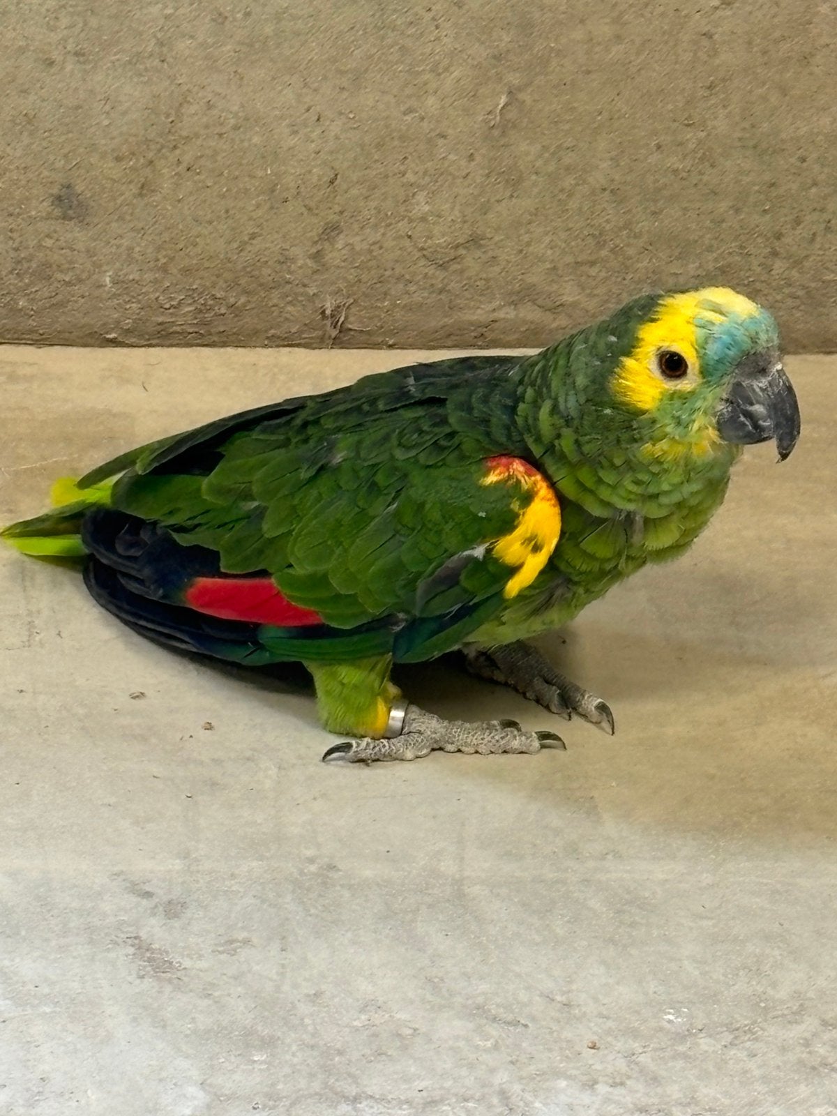 Groene papegaai, Dieren en Toebehoren, Geslacht onbekend, Papegaai