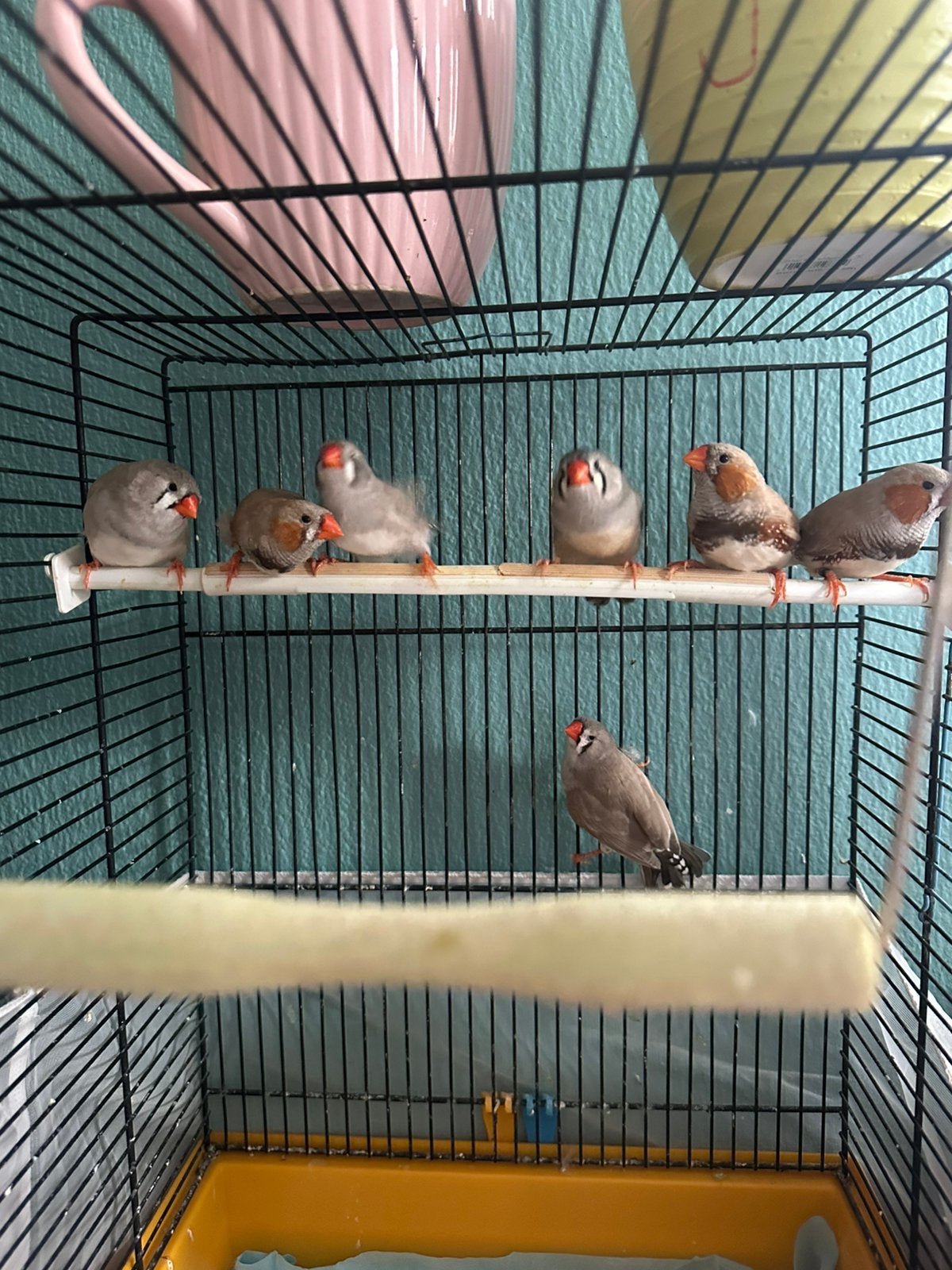 7 zebravinken, Dieren en Toebehoren, Vogels | Overige Vogels, Meerdere dieren, Geringd