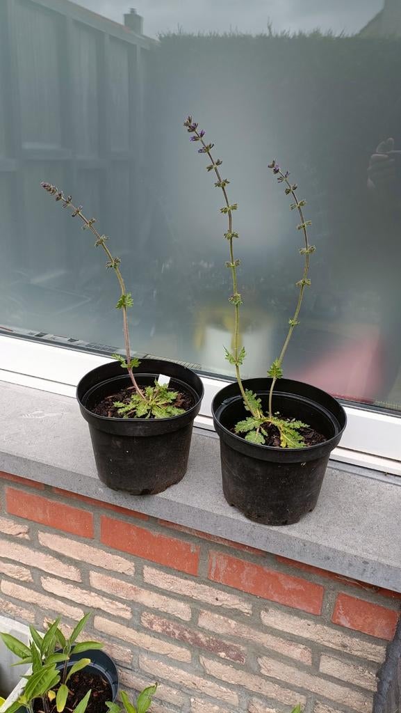 Salvia verticilata, Tuin en Terras, Ophalen