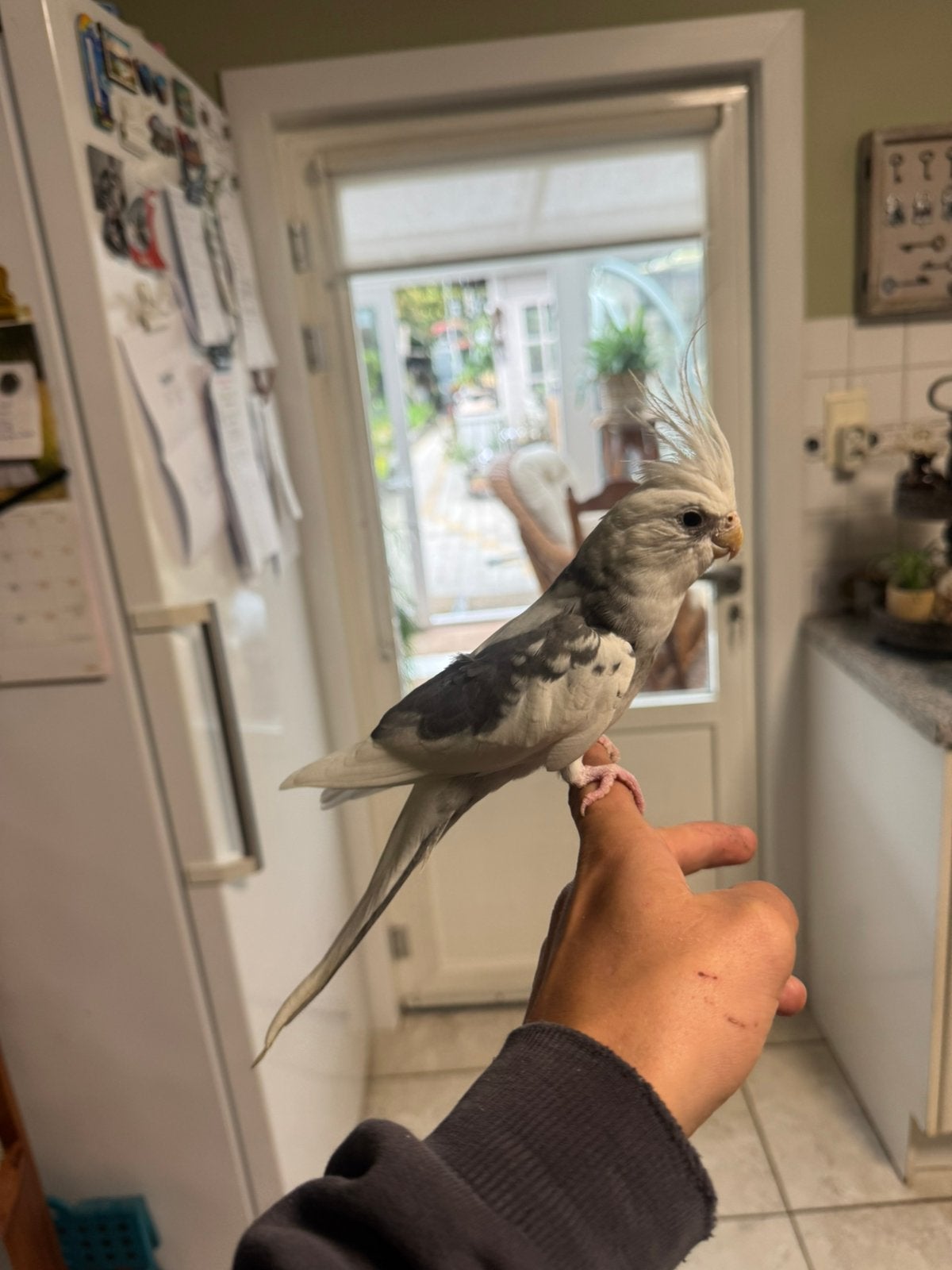 Tamme valkparkieten, Dieren en Toebehoren