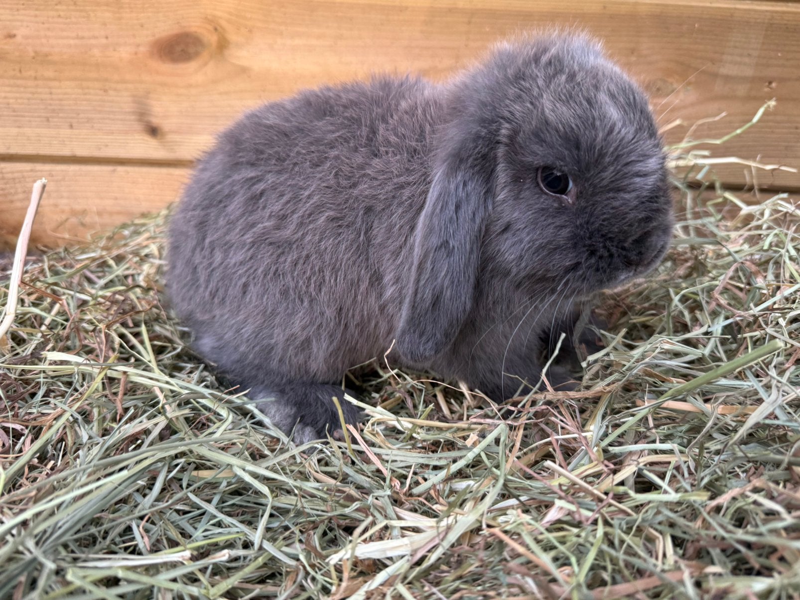 Nhd voedster, Femelle, Nain, Oreilles tombantes, 0 à 2 ans