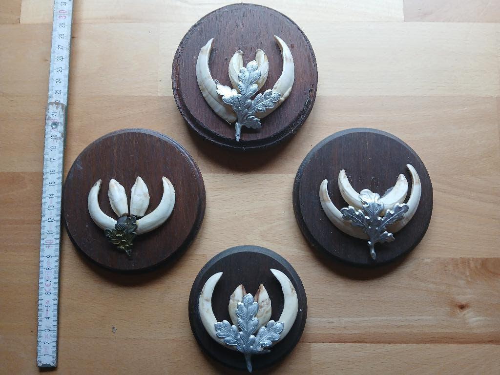 Everzwijn tanden op plankje, Ophalen of Verzenden, Gebruikt, Wild dier, Overige typen