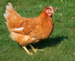 Poules pondeuses et poulets d'ornement - 0472-51.09.71 -A21h, Poule ou poulet