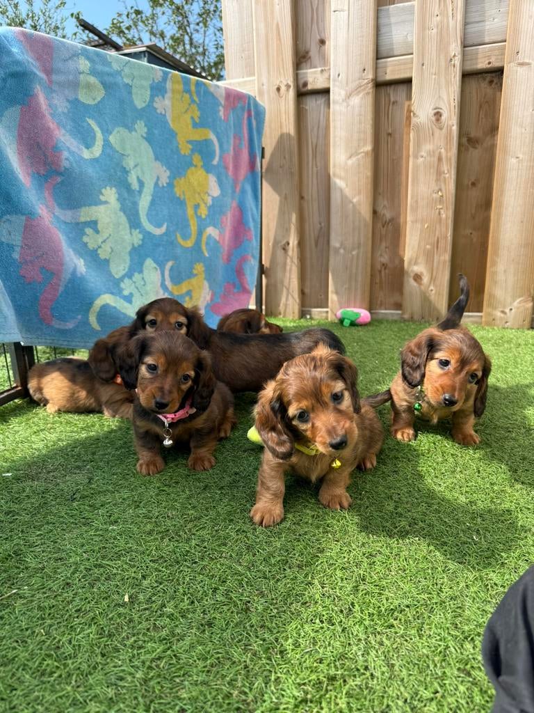 Prachtige dwergteckel pups, Dieren en Toebehoren, Honden | Teckels en Dashonden, Parvo, België, Reu, 8 tot 15 weken