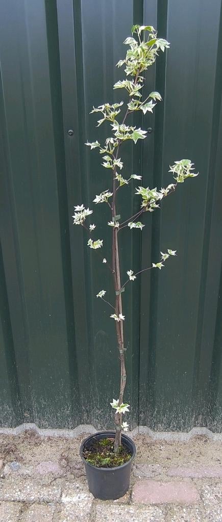 Liquidambar Styraciflua 'Silver King', Tuin en Terras, Lente, 100 tot 250 cm, Ophalen, Volle zon