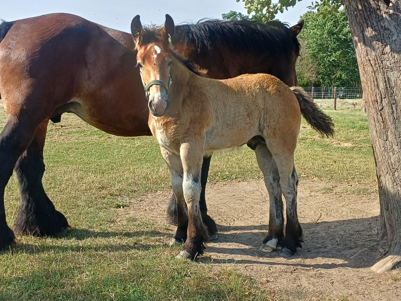 Trekpaard hengsten veulen, Animaux & Accessoires, Animaux Autre, Mâle, Avril