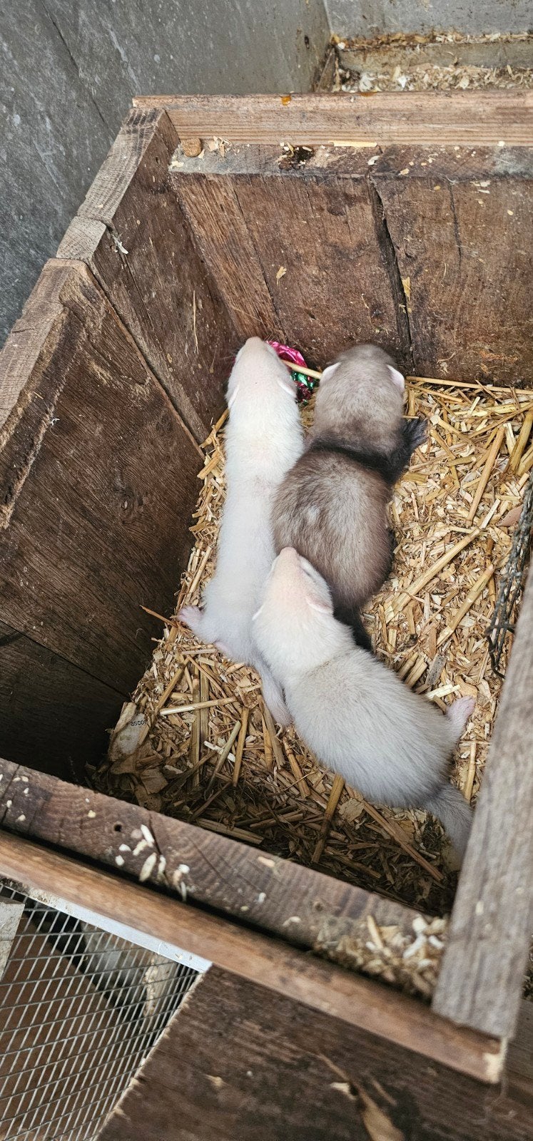 Jonge fretten, Dieren en Toebehoren, Mei, Tam