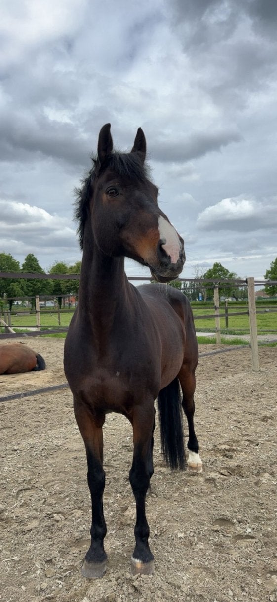 Leermeester te koop, Dieren en Toebehoren, Ruin