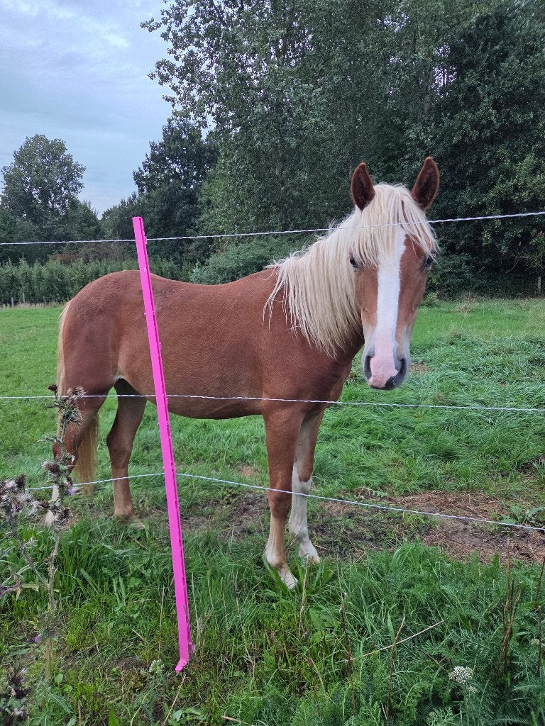 D-pony merrie jaarling, Dieren en Toebehoren, Merrie, Met stamboom, 0 tot 2 jaar, Onbeleerd