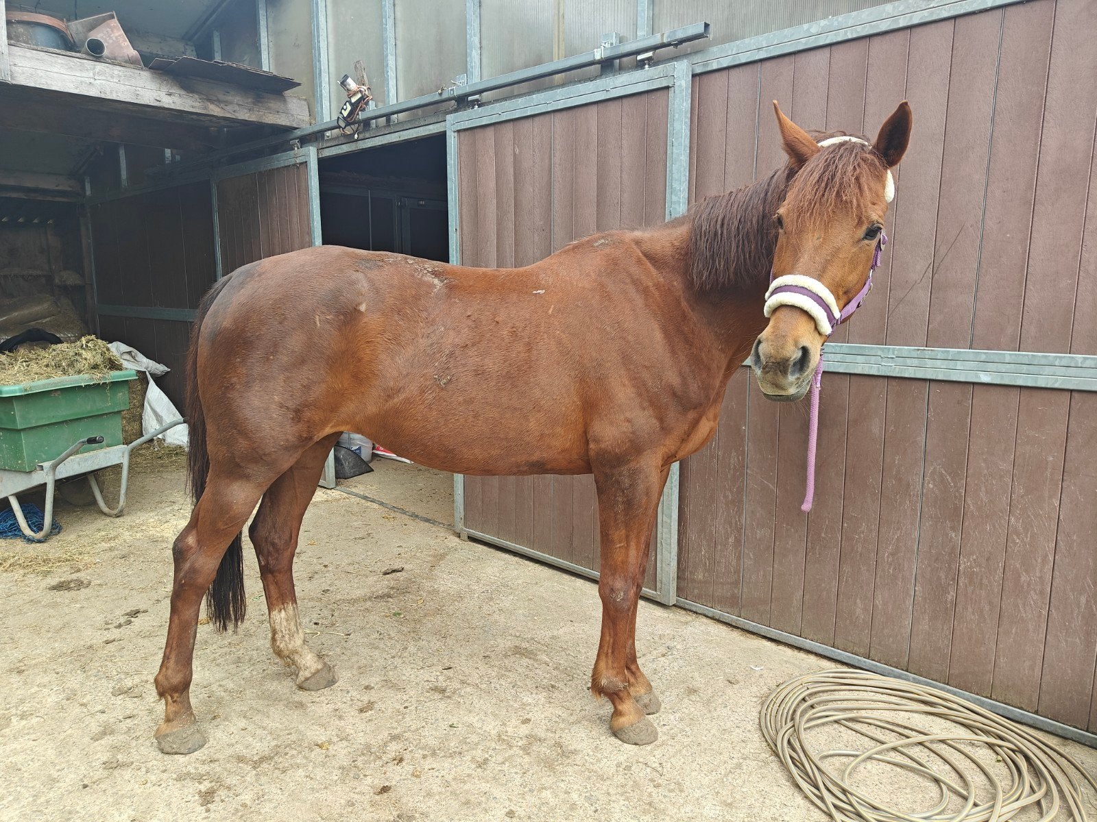Wandelpaard/fokmerrie, Dieren en Toebehoren, Paarden, Merrie, Met stamboom, M, Dressuurpaard