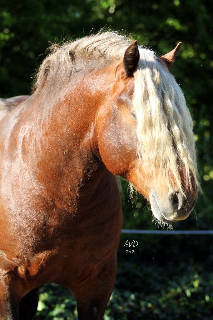 Étalon comtois, Animaux & Accessoires, Poneys, Débourré, Poney de récréation, Avec pedigree, Étalon