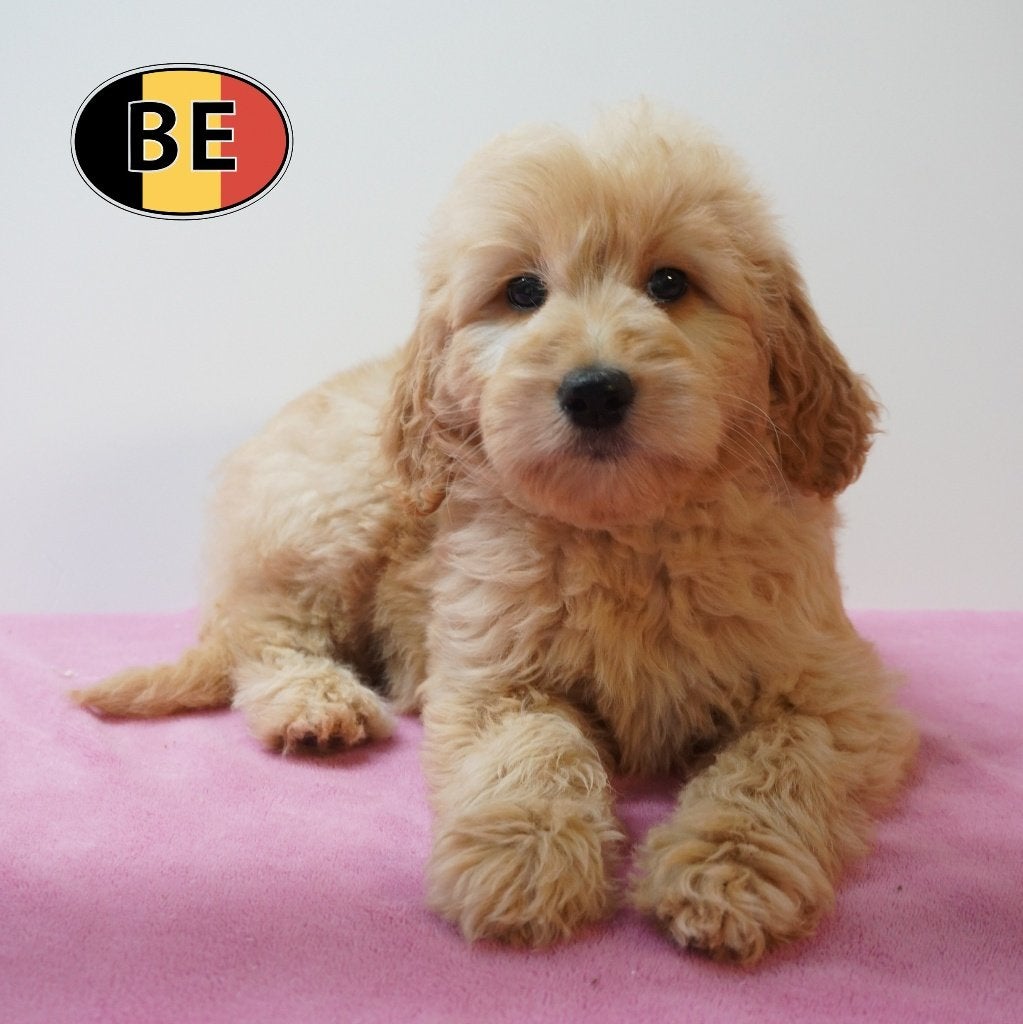Goldendoodle - prachtige pups geboren in België te koop, Dieren en Toebehoren, België, CDV (hondenziekte), 8 tot 15 weken, Meerdere