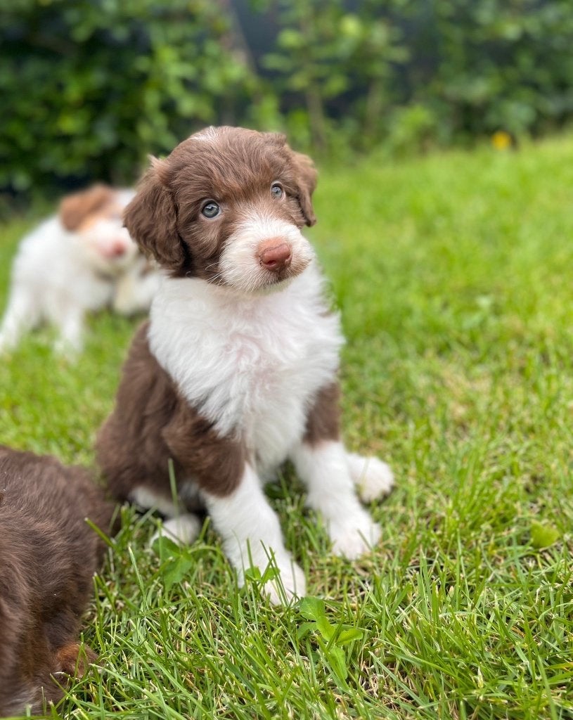 Beaux chiots doodle de taille moyenne f1, Colley, Plusieurs, Hépatite contagieuse (maladie de Rubarth), Belgique