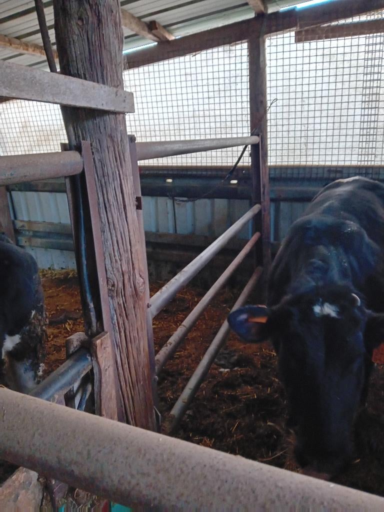 Vaars, Dieren en Toebehoren, Vrouwelijk, 0 tot 2 jaar