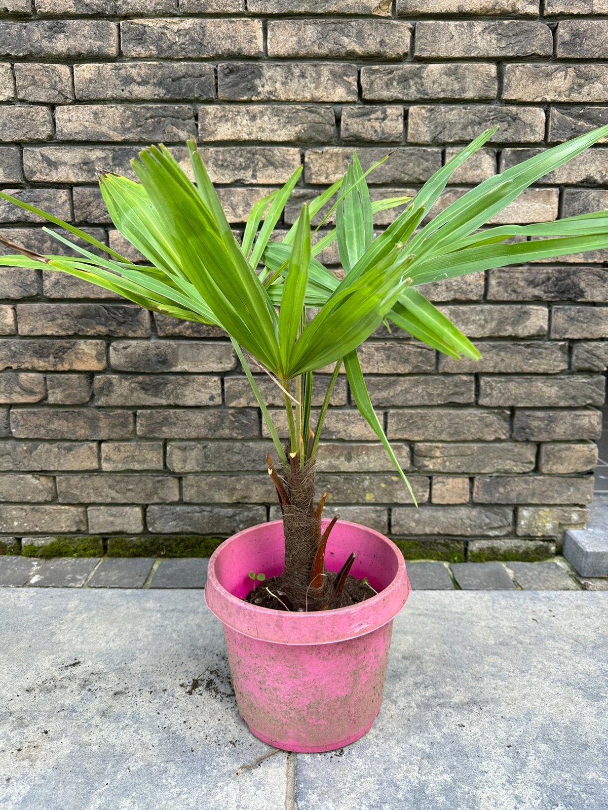 Palmbomen: 3 + 1 gratis!!!!, Ophalen, Lente, Vaste plant, Overige soorten
