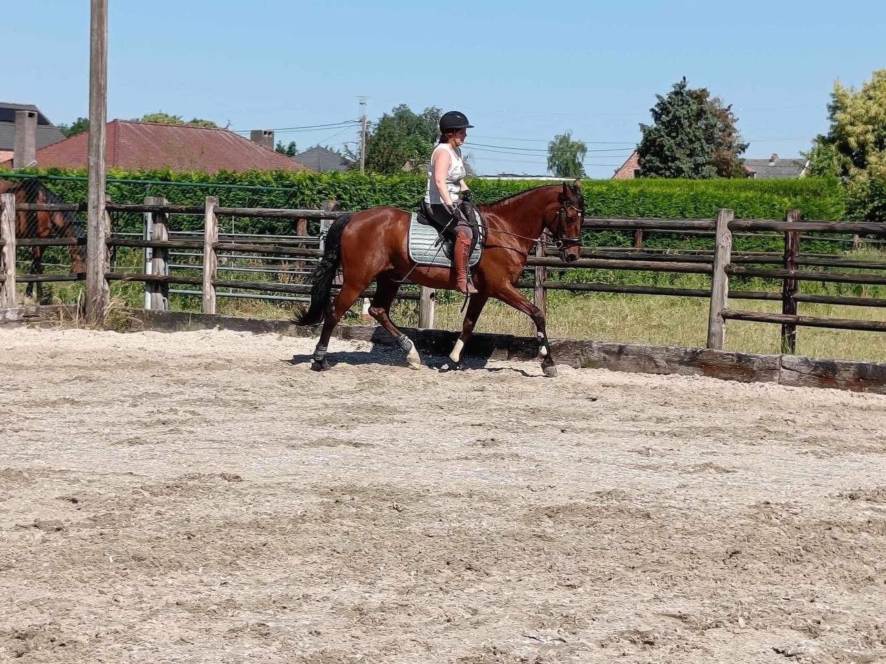 Lusitano ruin 14jaar, Ruin, M