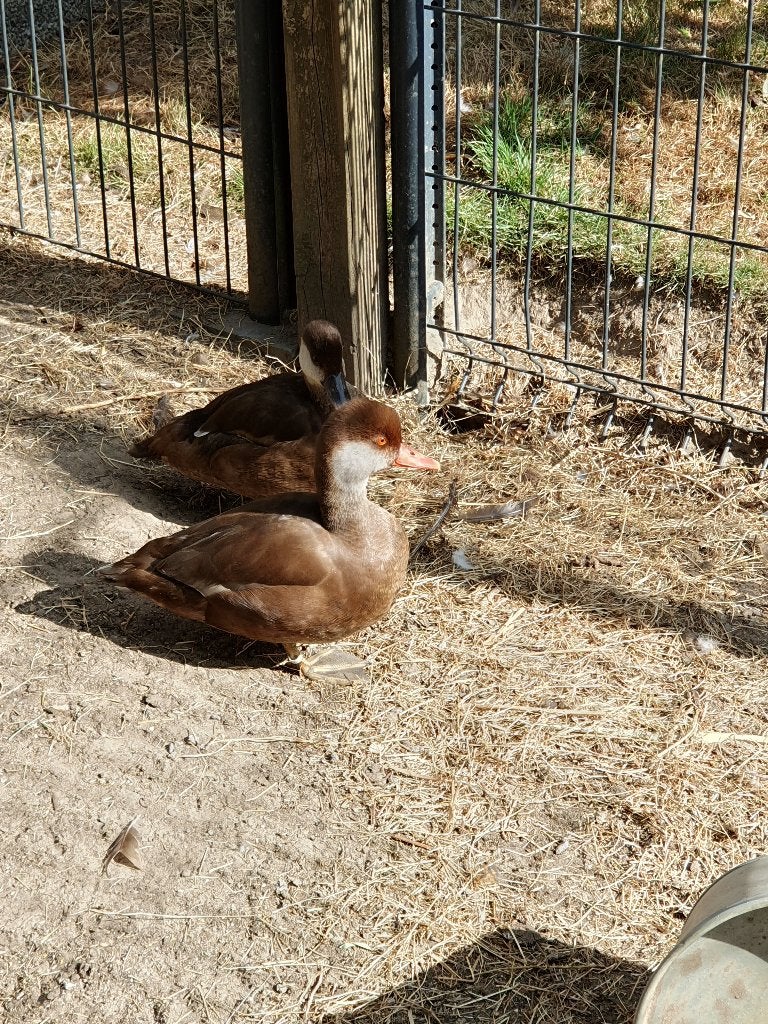 Krooneend koppel en 2 jongen, Plusieurs animaux, Canard