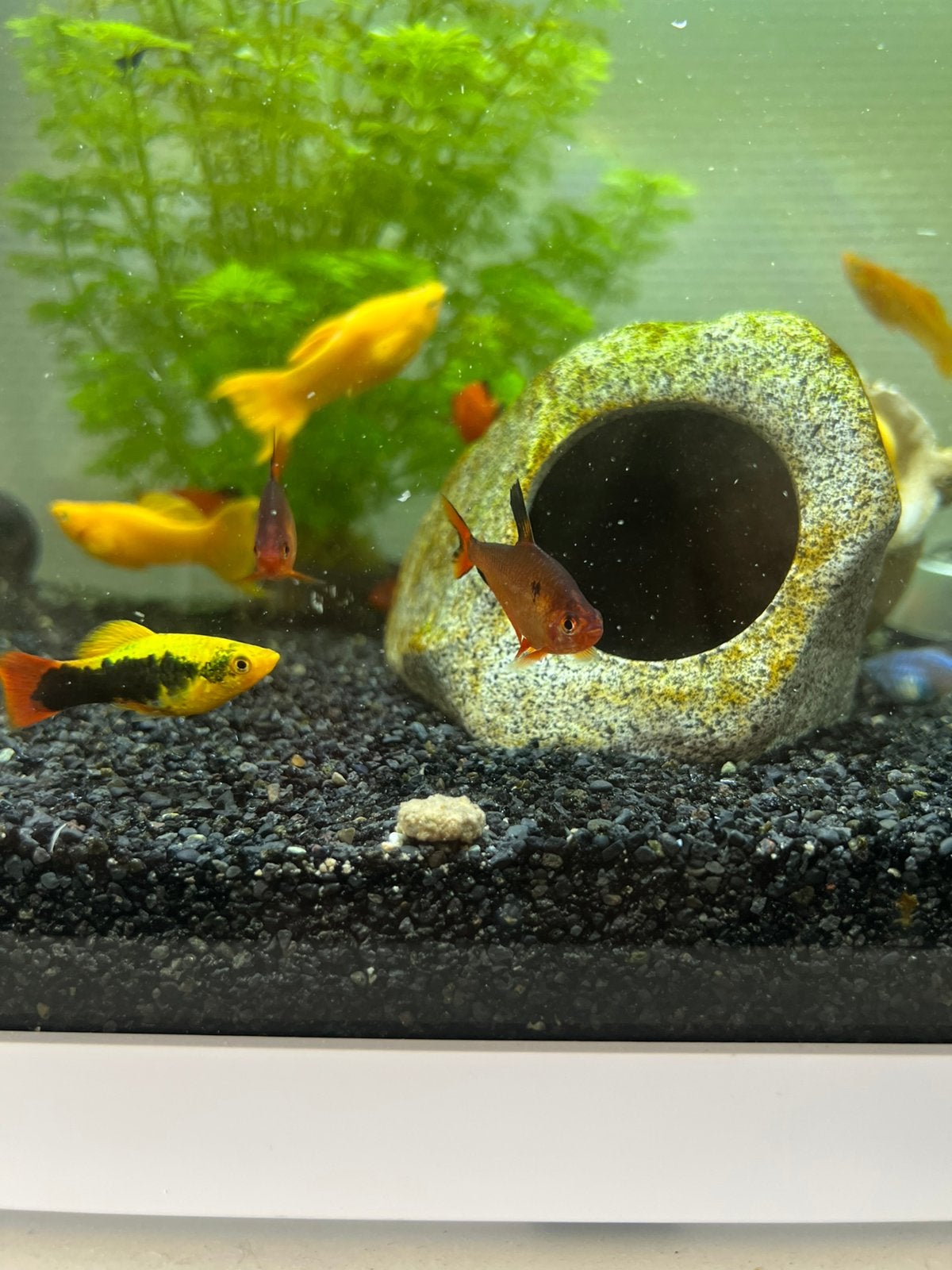 3 Gele platy’s, Poisson, Poisson d'eau douce, Banc de poissons