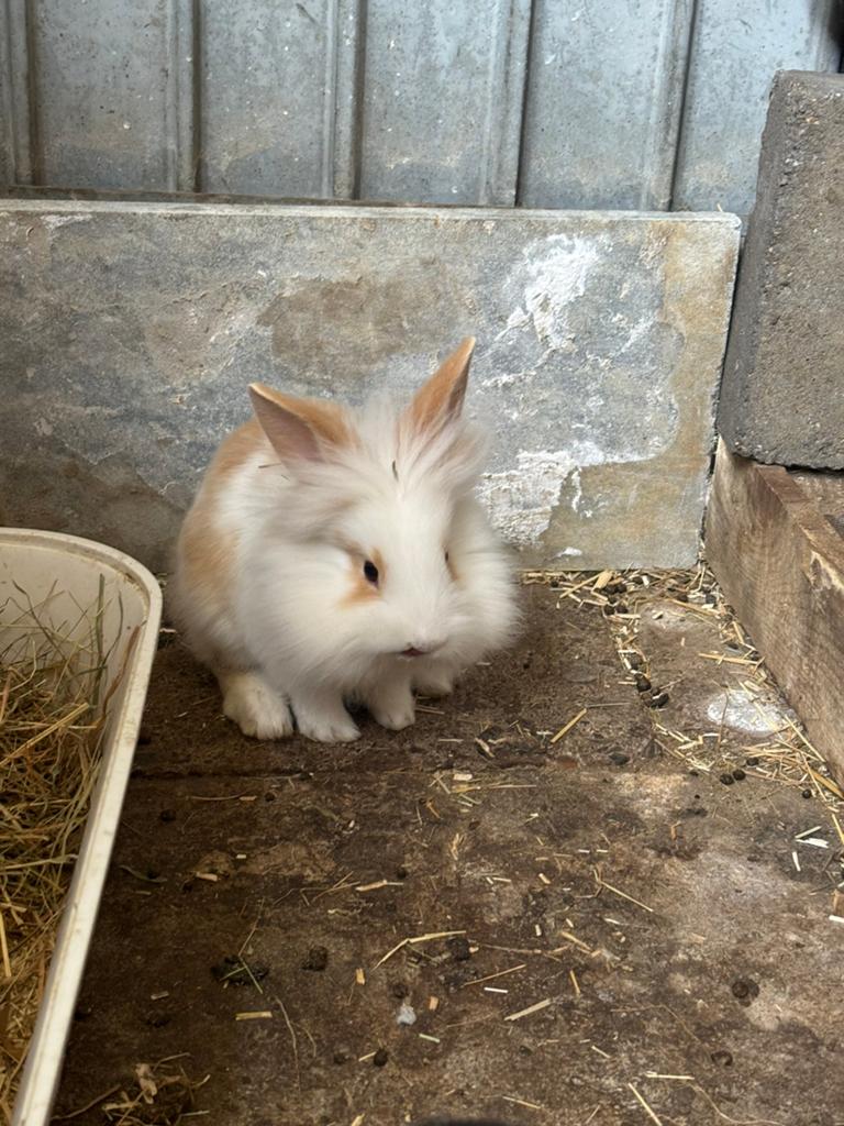 Baby konijntjes, nederlandse dwerghangoor x mini lotharinger, Meerdere dieren, Dwerg, 0 tot 2 jaar