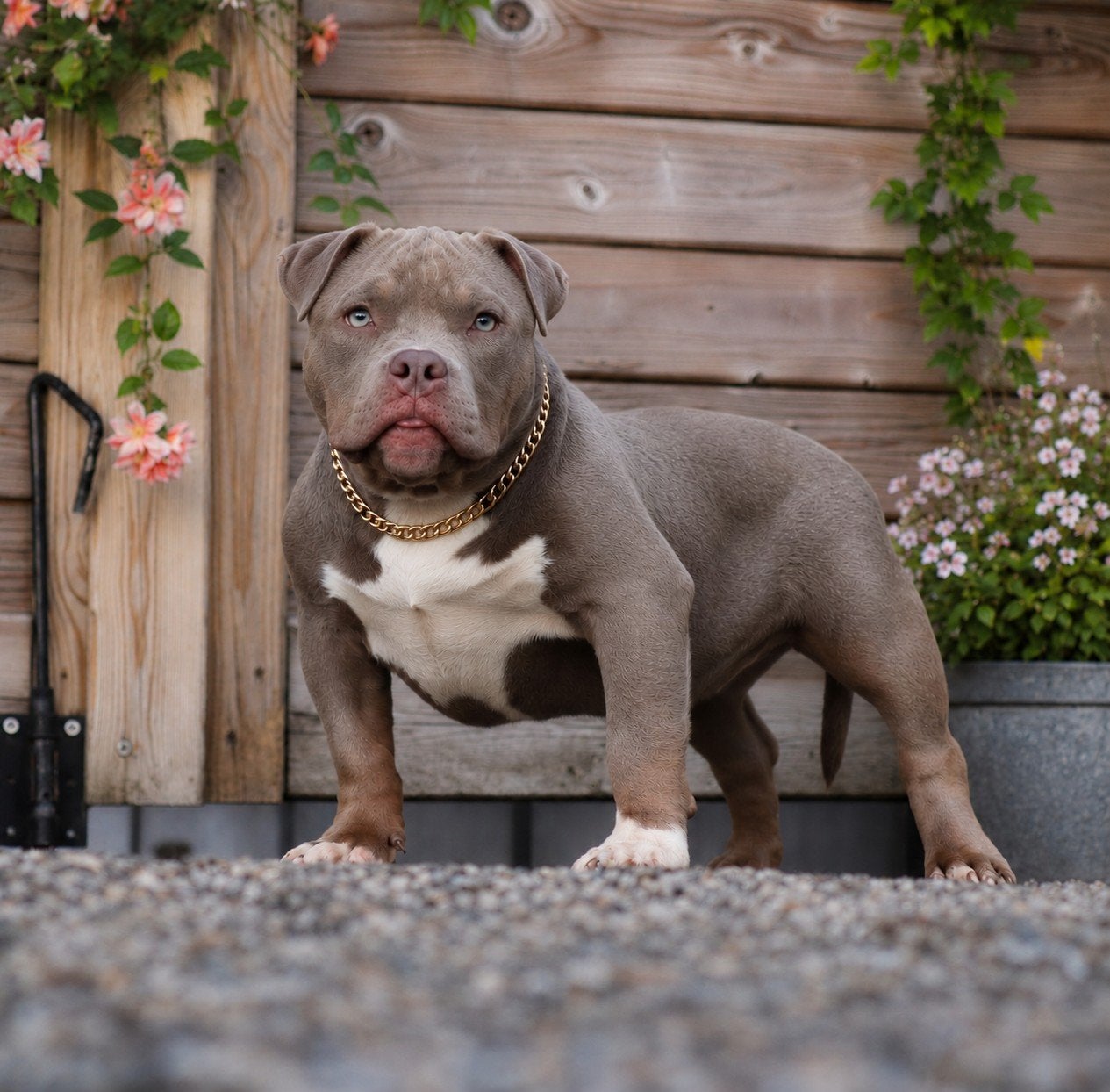 prachtige jong American bully teefje, Animaux & Accessoires, 15 semaines à 1 an, Maladie de Carré (chiens), Belgique, Éleveur | Professionnel