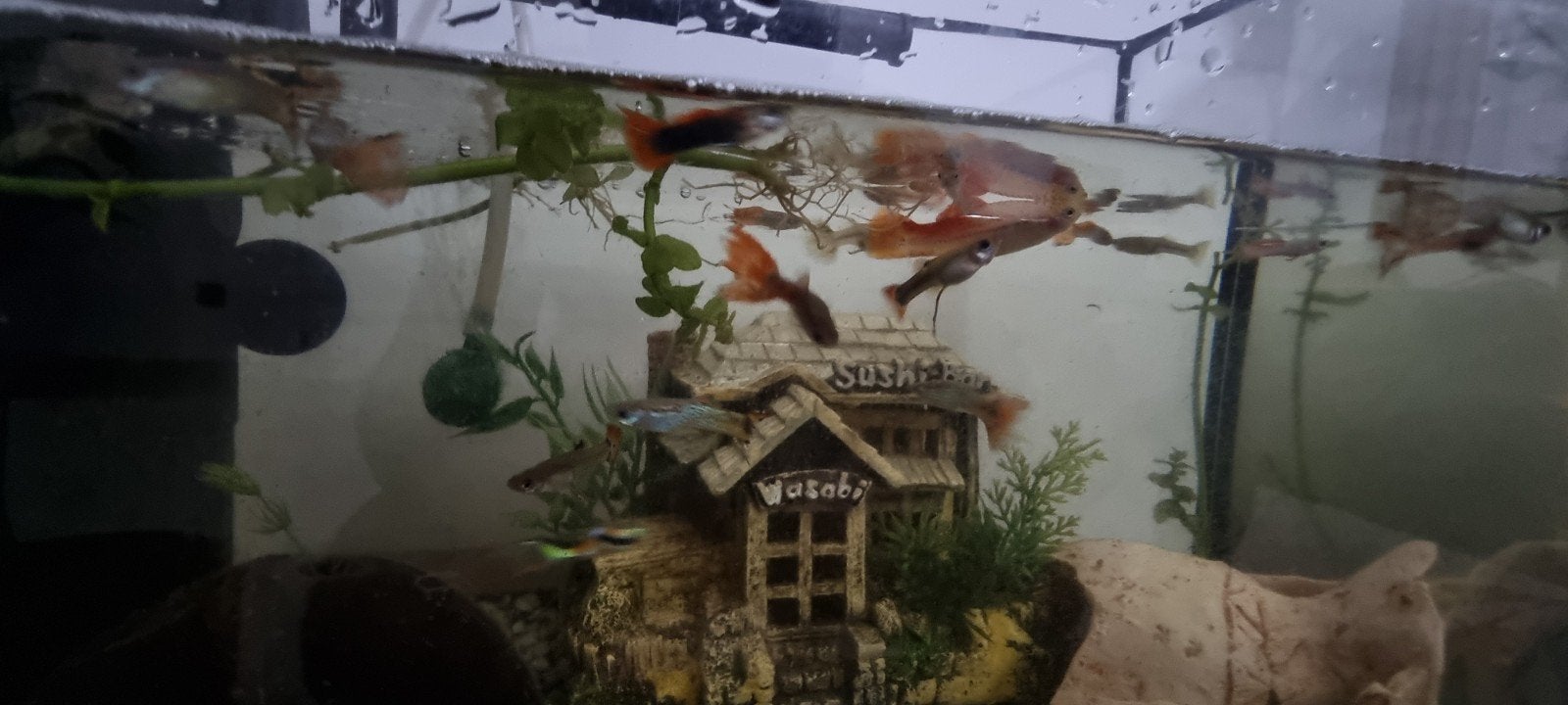 Guppies  en andere soort vissen met toebehorenen., Ophalen, Verwarming