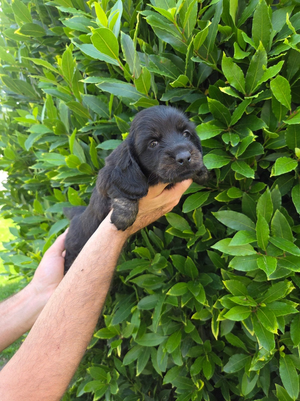 Beau teckel nain, garçon aux cheveux longs ️, Chien (mâle), Belgique, 8 à 15 semaines, Poils longs