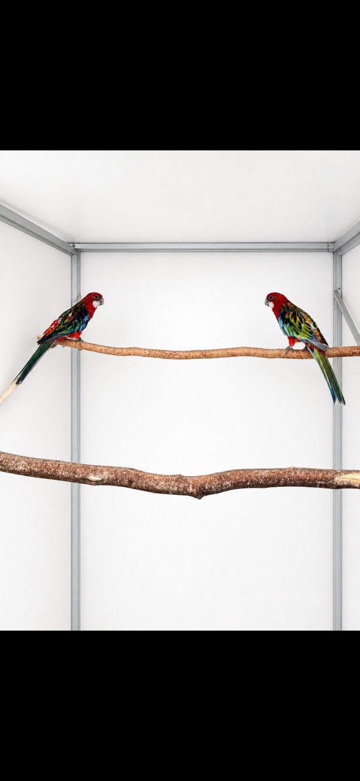 Rode rosellas koppel, Dieren en Toebehoren, Geringd