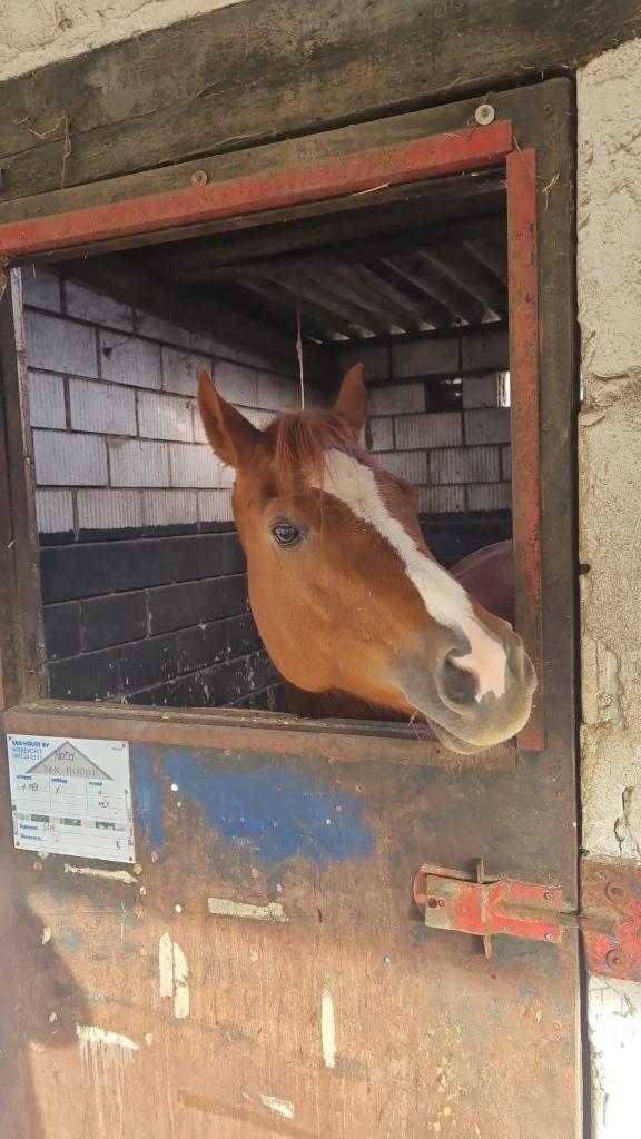 Merie juni 2017 quarter, Dieren en Toebehoren, Niet van toepassing, 7 tot 10 jaar, Westernpaard, Merrie