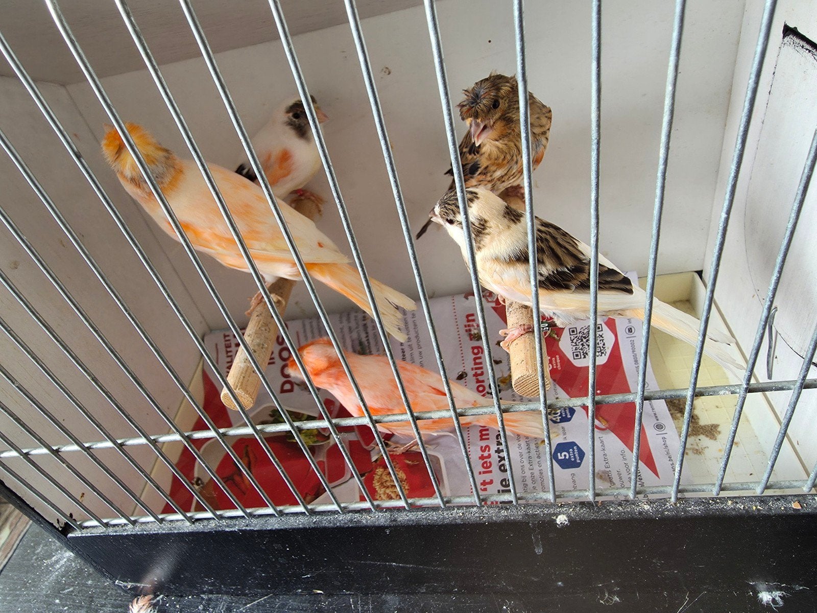 5 canaris
