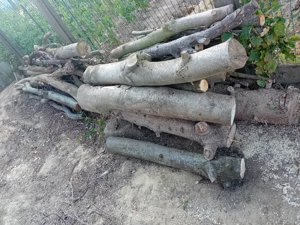Brandhout, Moins de 3 m³, Enlèvement, Autres essences de bois, Troncs d'arbres