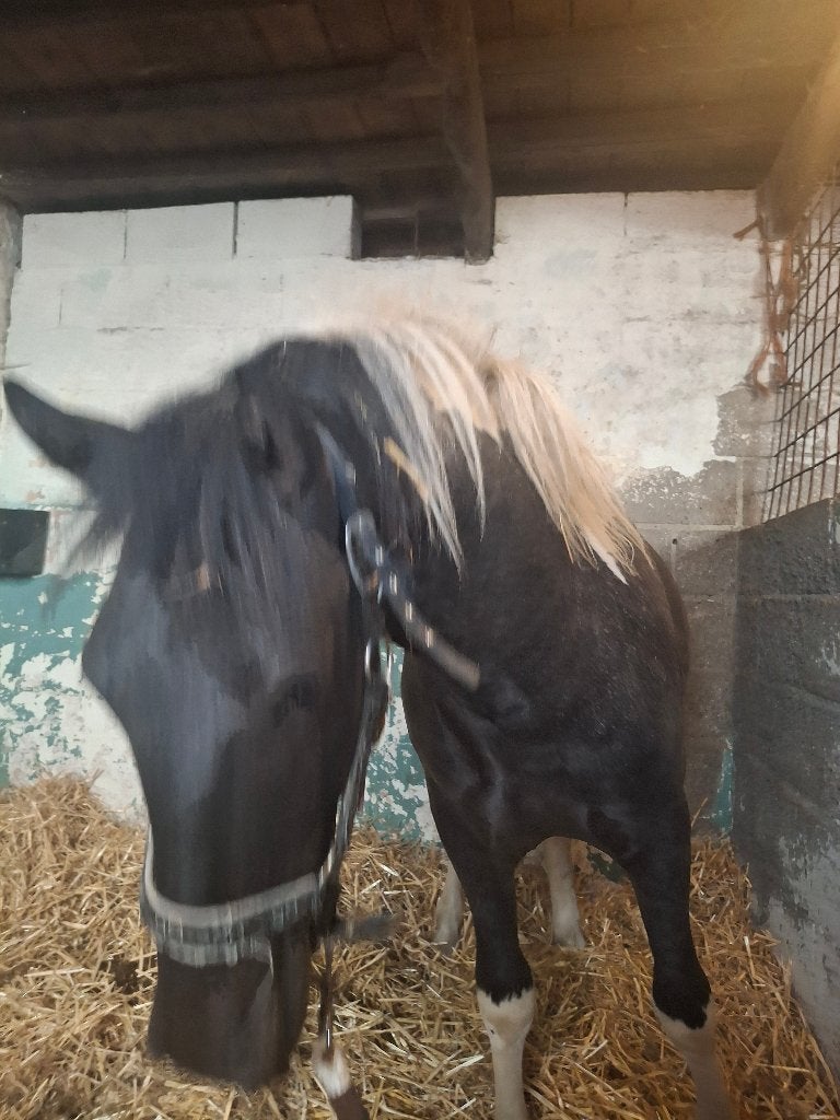 Poulain pie  appaloosa, Animaux & Accessoires, Étalon, Non dressé, Vermifugé, 0 à 2 ans