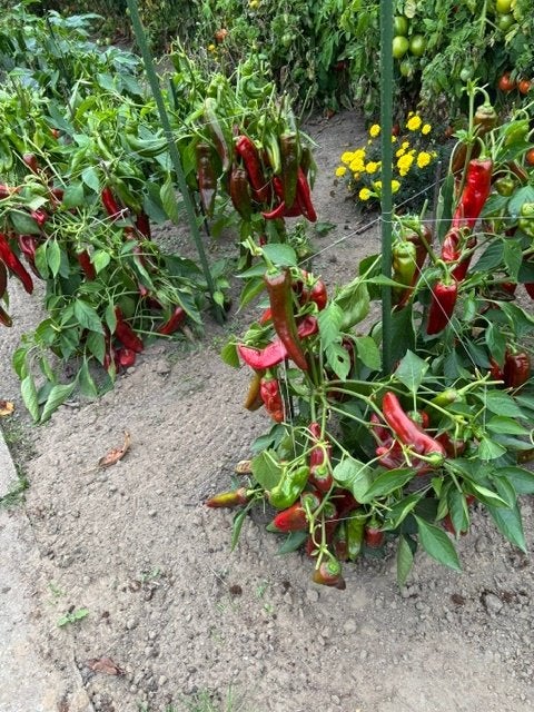 puntpaprika, Ophalen