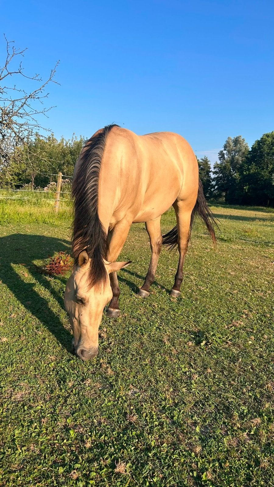 Dunskin Quarter ruin, Animaux & Accessoires, Chevaux, Débourré, Moins de 160 cm, Cheval western, 3 à 6 ans