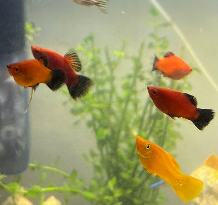 Redtail rode platy’s, Animaux & Accessoires, Poisson, Poisson d'eau douce