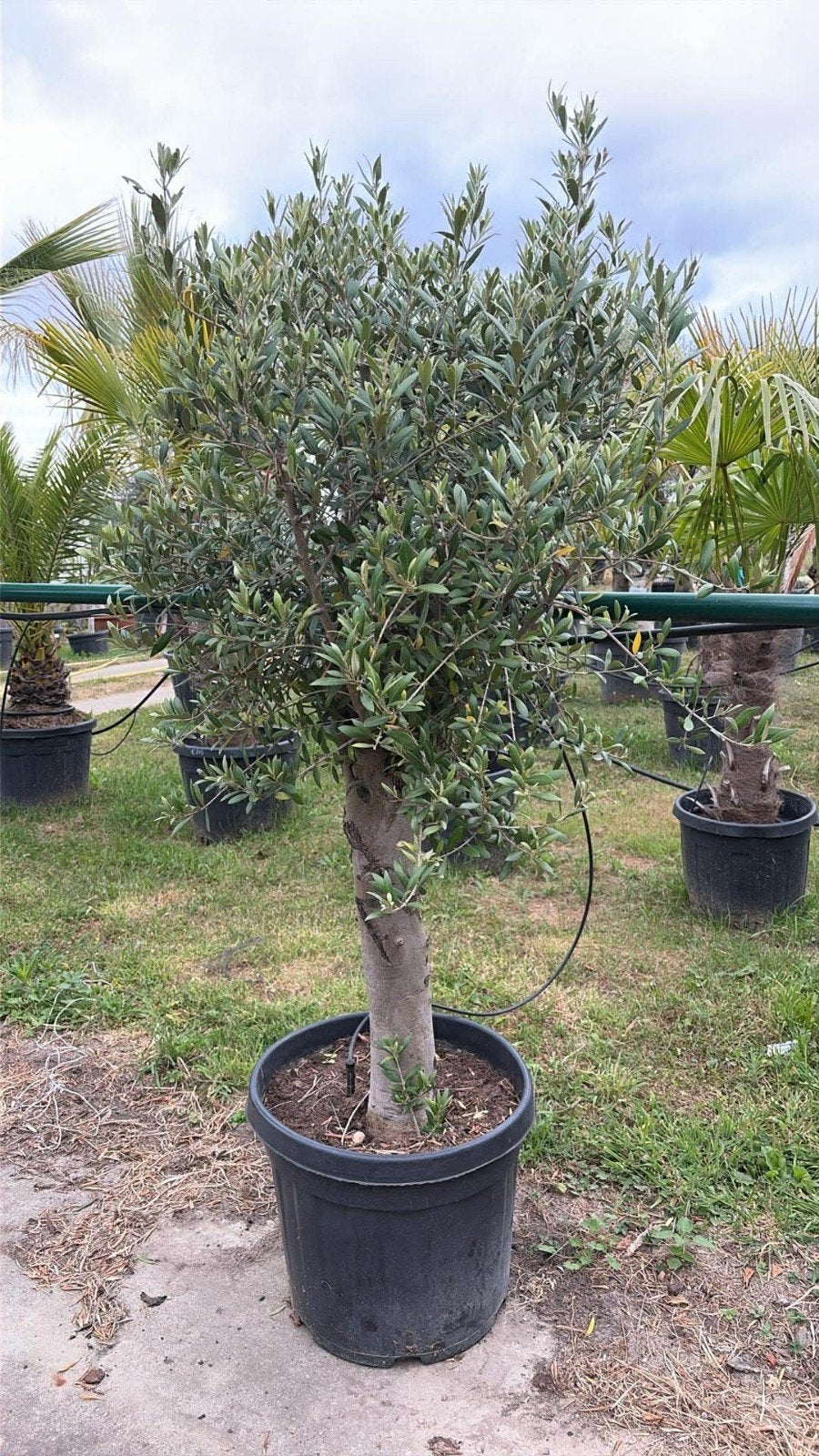‼️olijfbomen olea europaea aan stuntprijzen ‼️, Enlèvement