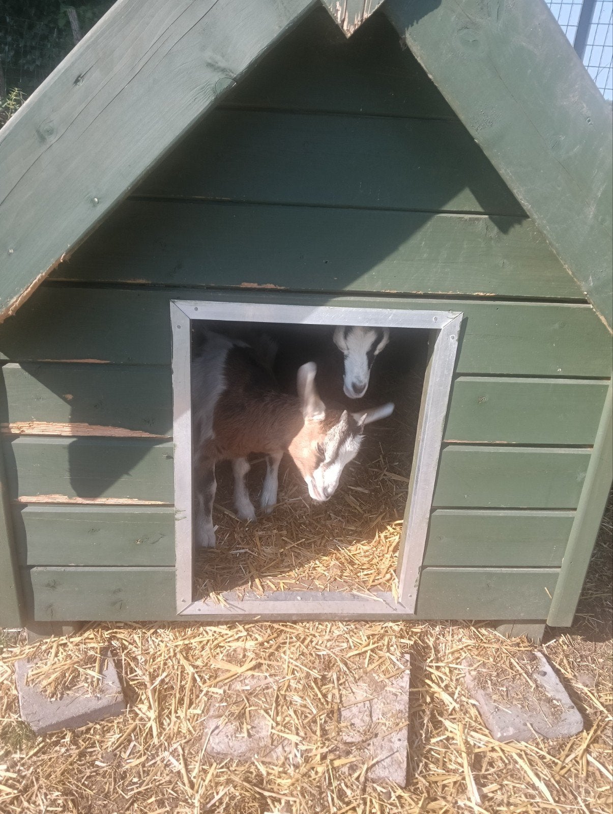 2 geitjes en 2 lammen, Dieren en Toebehoren, Schapen, Geiten en Varkens